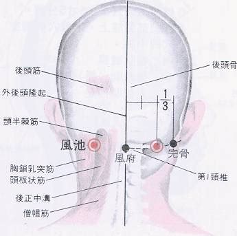 風是穴|醫砭 » 經穴庫 » 風市